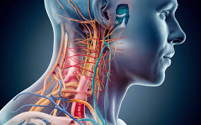 Which 8 Nerves in My Body were Damaged by My Forward Head Posture?