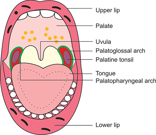 How Forward Head Position Damages Your Pharynx