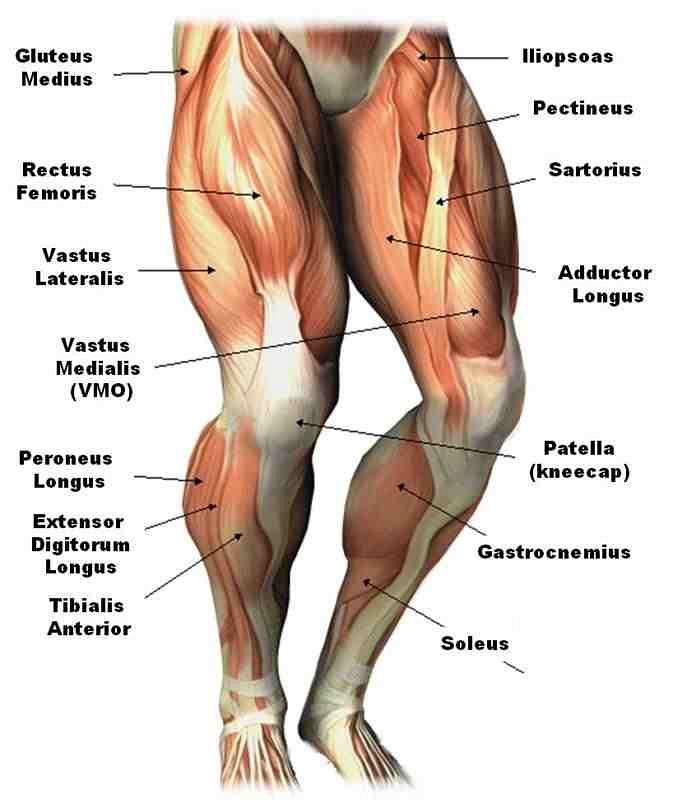 How Forward Neck Syndrome Disrupts Thigh Muscle Balance