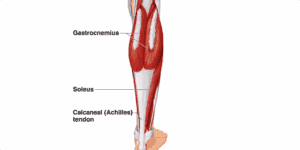 link between nerd neck posture and a tight calf muscle