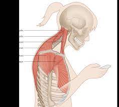 What Is Forward Head Syndrome