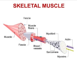 Understanding Fascia and Its Role in Posture