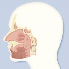 Neck Posture and Respiratory Function