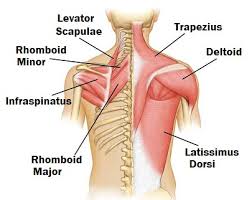 Impact of My Forward Head Posture on My Cervical Flexors