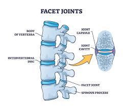 What are Facet Joints