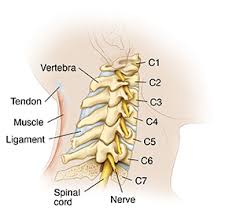 What is the Role of C1 Vertebrae on Your Cervical Spine