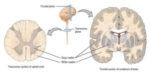 What is Grey Matter of the Human Brain