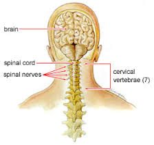 What is the C4 Cervical Vertebrae