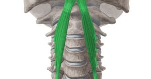 Rectus Capitus Anterior