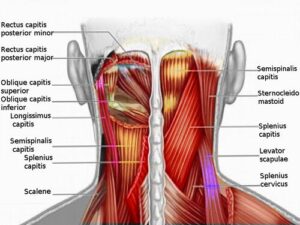 Interesting Facts on My Cervical Spine