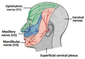 How Poor Neck Posture Compresses Nasal Passages