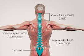 role and importance of the Thoracic Spine