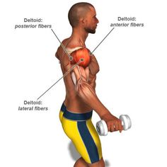 Understanding the Deltoid Muscle