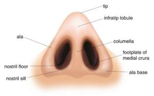 Understanding the Structure of the Nostrils and Nasal Airways