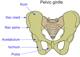 How Curved Neck from Bad Posture Damaged My Ilium