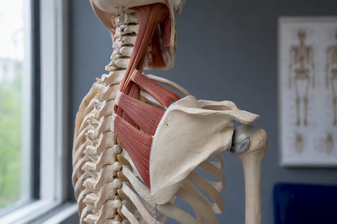 Close-up of rhomboid muscles on anatomical model